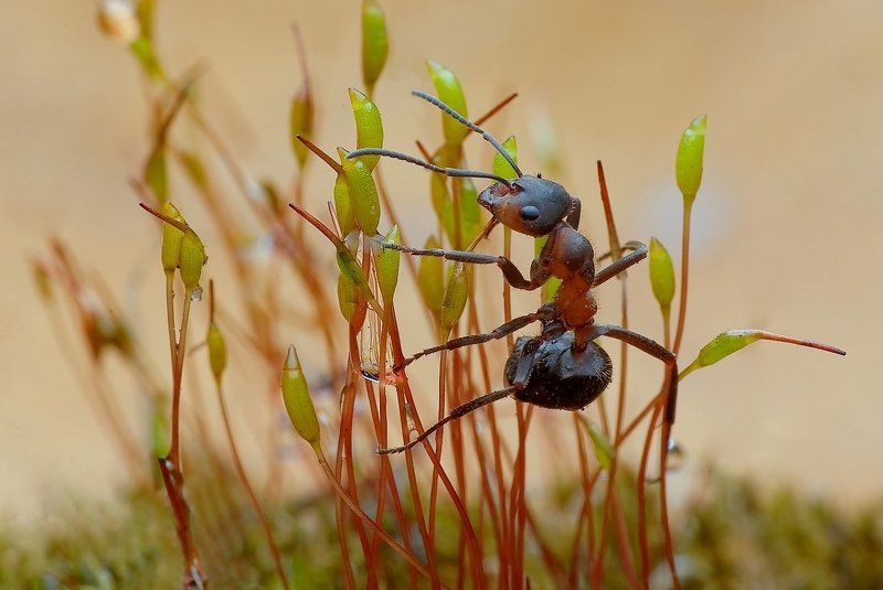 po drabinie... фото превью