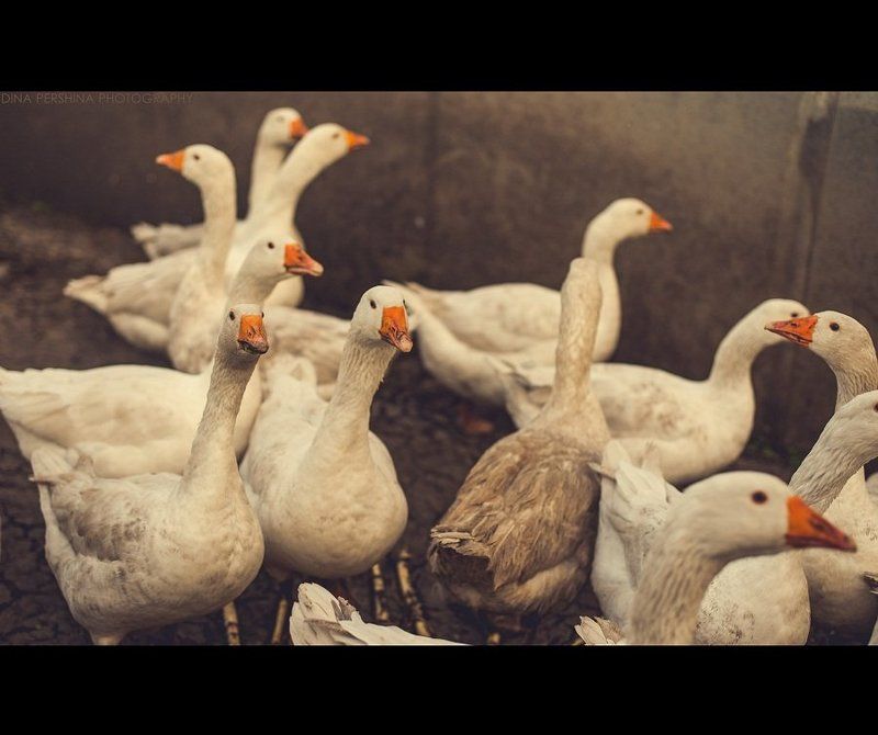 ... фото превью