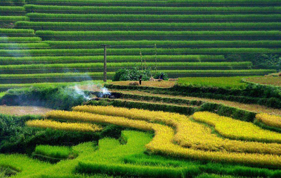 террасные, йенбай, frank dang, dang tuan trung, Frank Dang