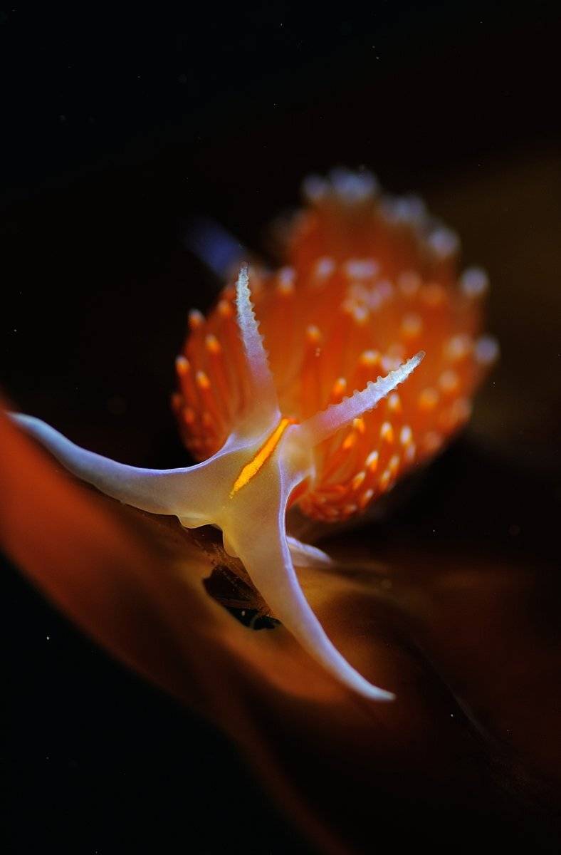 , Андрей Шпатак