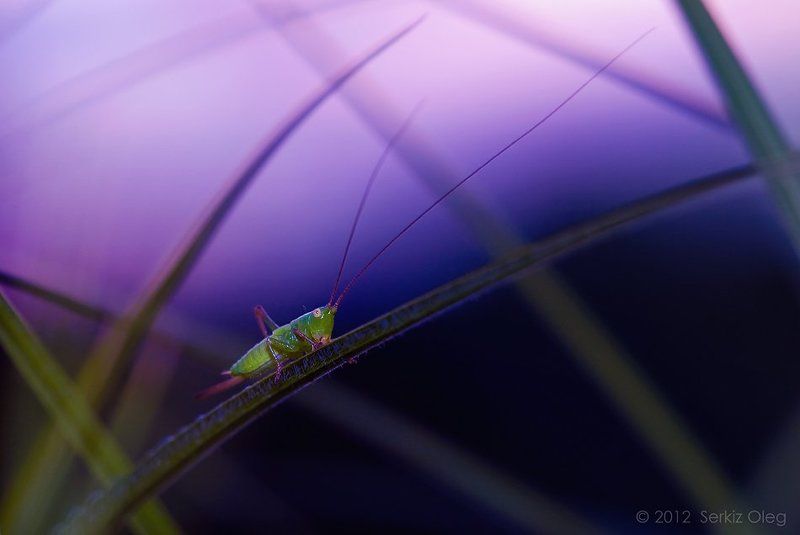 Nightfall фото превью