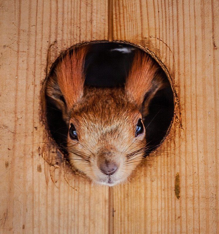 Донна Белла фото превью