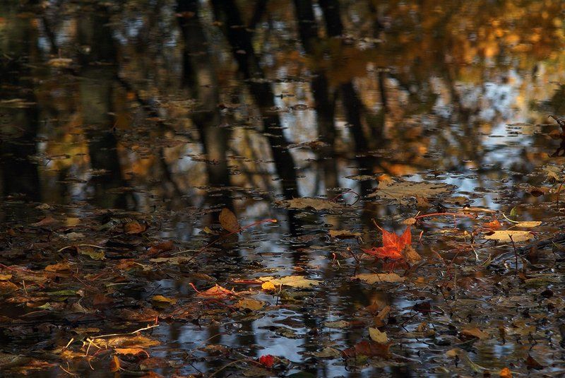 Кленовый лист ... фото превью