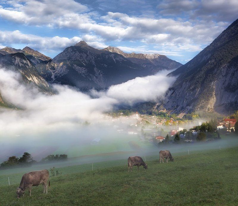 австрия Паслись коровы на лугу фото превью