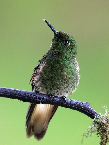 Востроносый