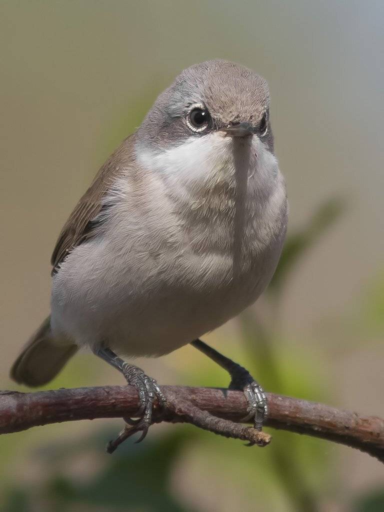 , Ляпустин Юра