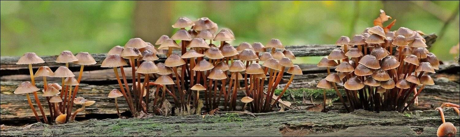 грибы,лес,природа, Андрей Корочкин