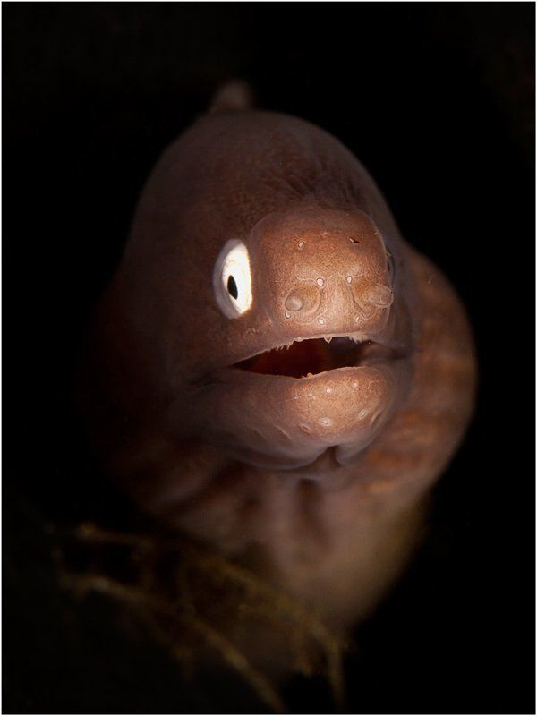 Портрет с веточкой фото превью