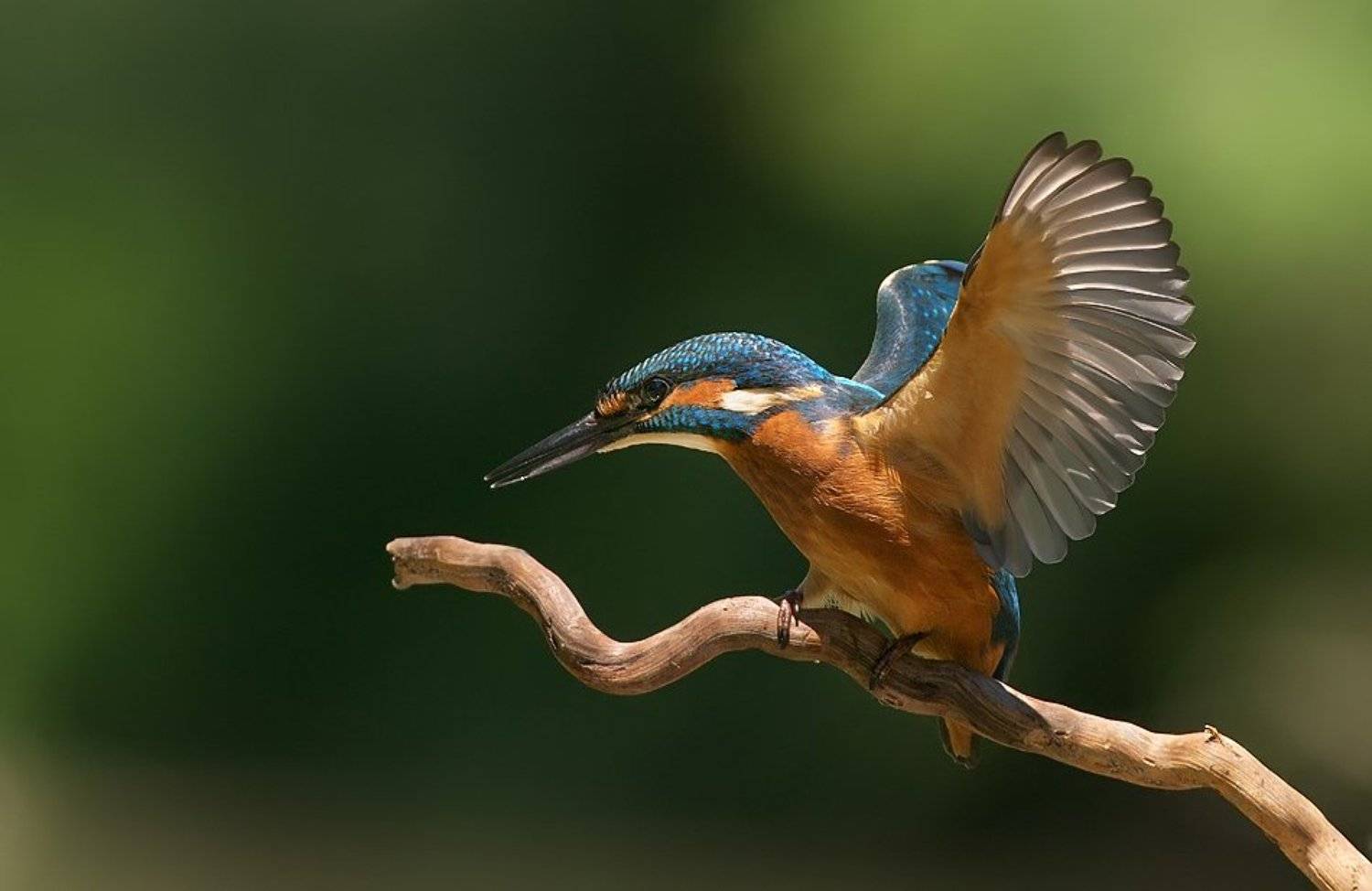 зимородок, kingfisher, alcedo atthis, земеродно рибарче, Евгени Стефанов