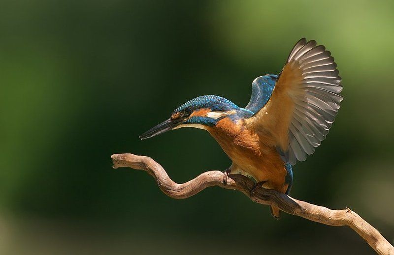 зимородок, kingfisher, alcedo atthis, земеродно рибарче Зимородок фото превью