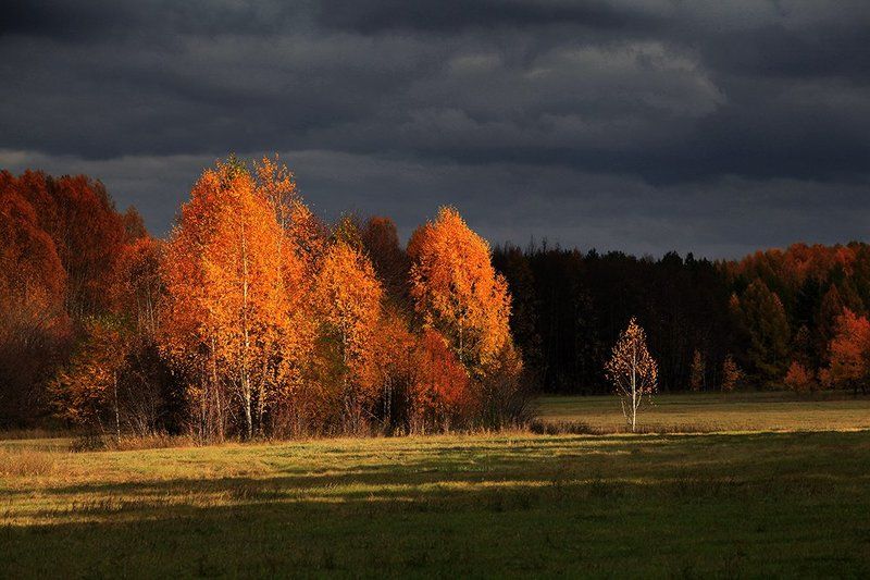 Золото Сибири фото превью
