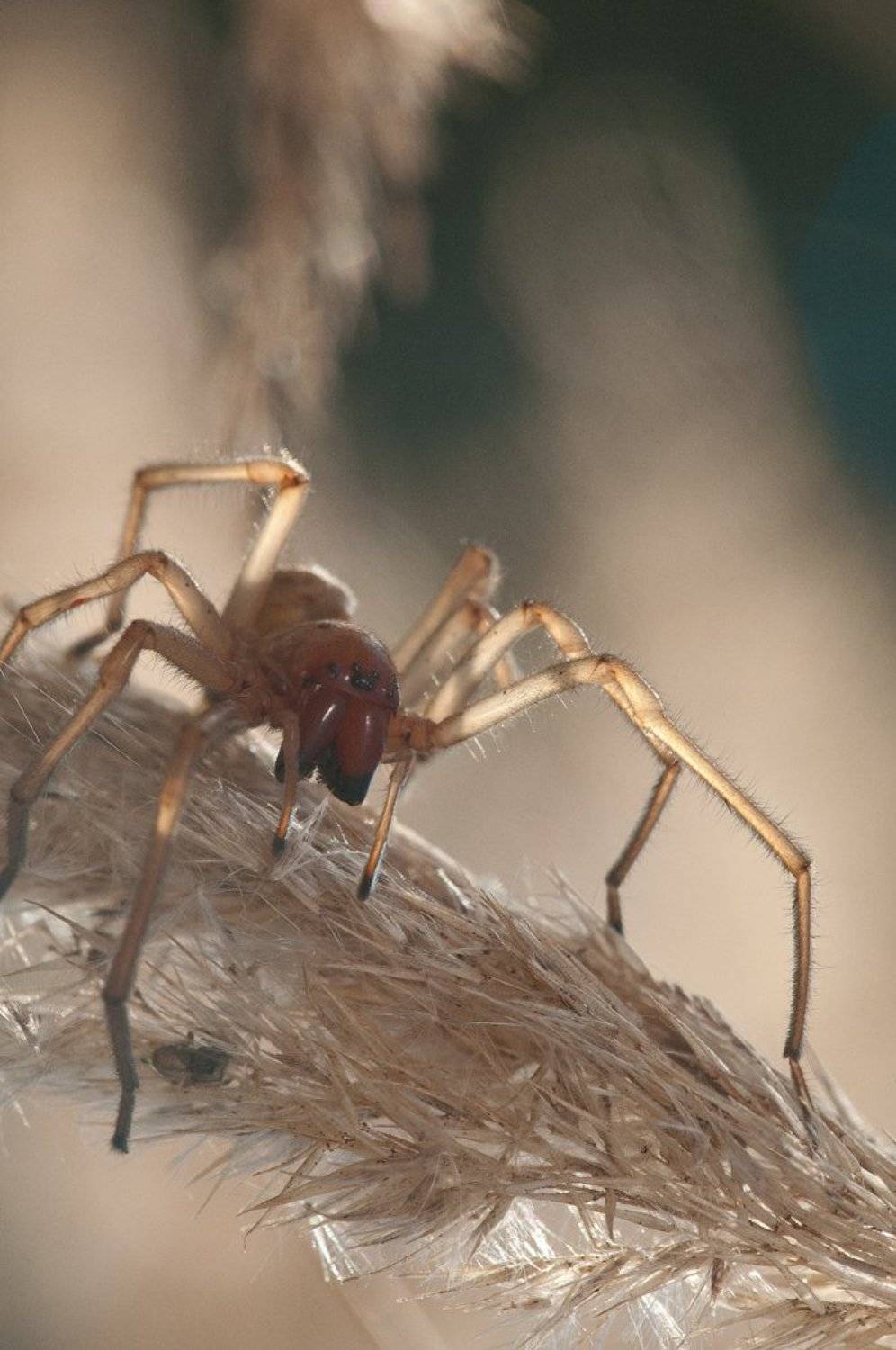 , Кузнецов Дмитрий