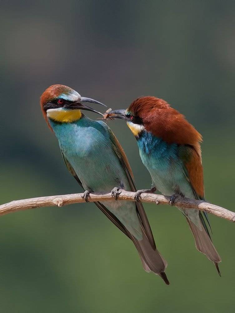 , Стефан Дянков