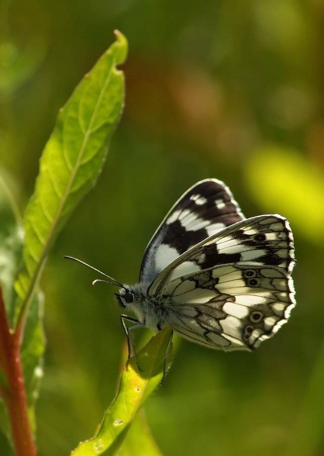 бабочка, пестроглазка, галатея, Cheplenko Aleksey