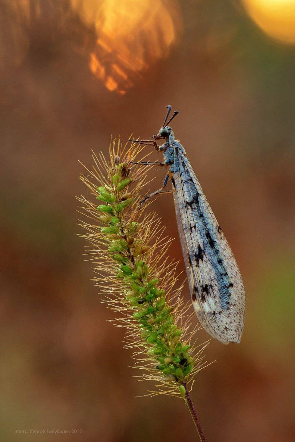 , Сергей Голубенко