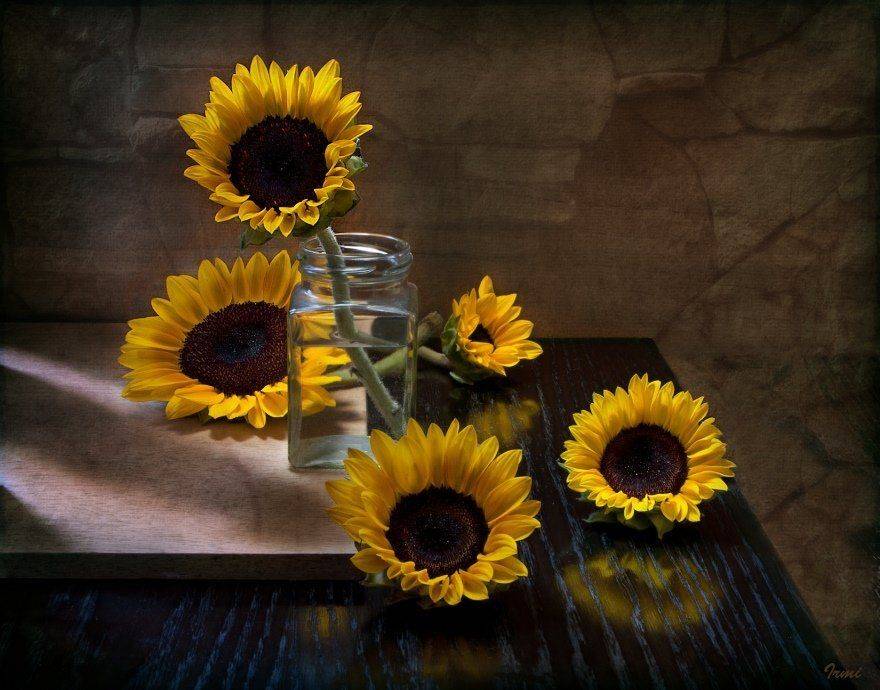 подсолнухи, Юрий Юшваев