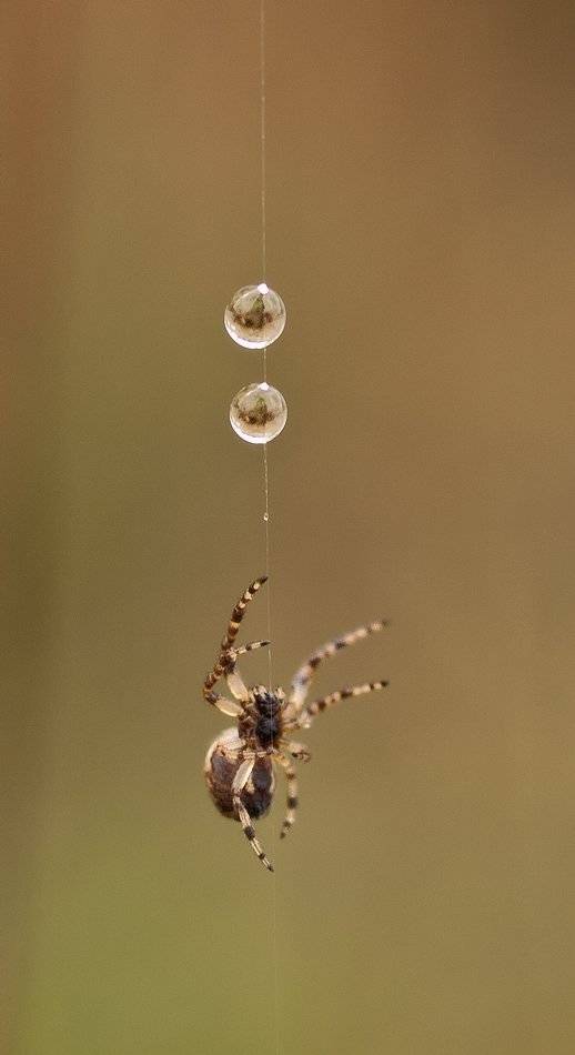 , Марина Брыдня