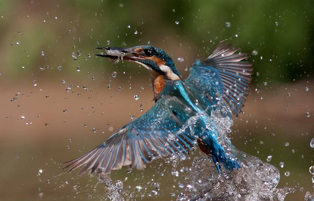 , Стефан Дянков