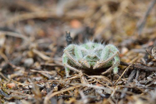 Мягкий и пушистый