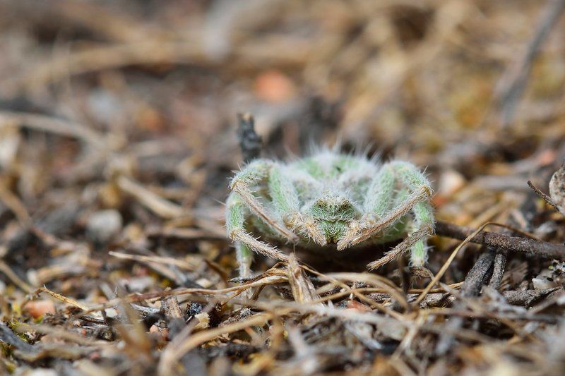 nikon, d7000, macro, asia, kazakhstan, nature, wildlife, spider, arthropoda, arachnida, казахстан, природа, паук, макро Мягкий и пушистый фото превью