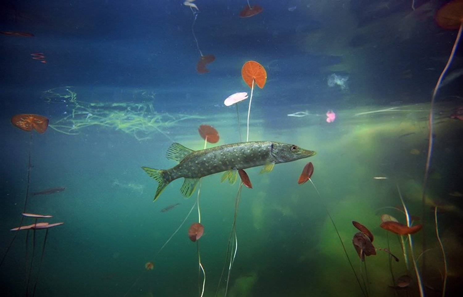 , Эдуард VTORNIK  Николаев