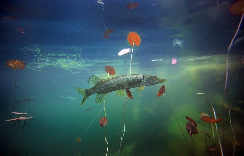 Соня фото превью