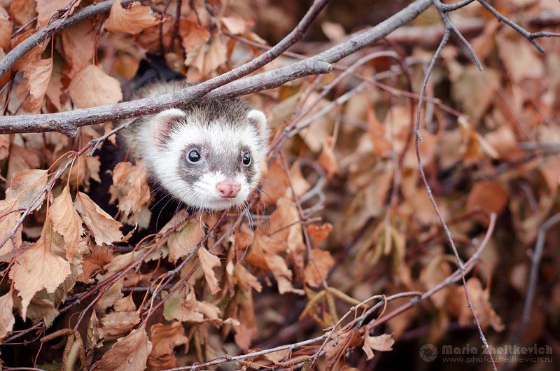 хорек, хорёк Федя фото превью