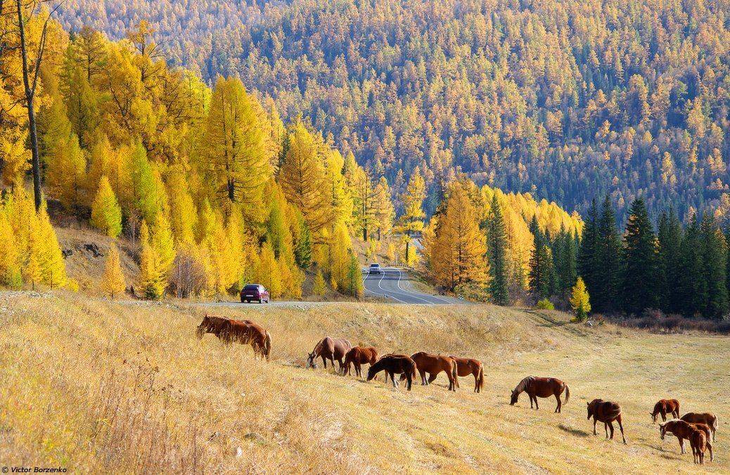 алтай, чуйский, тракт, семинский, перевал, осень, лошади, автомобили, дорога, Виктор Борзенко