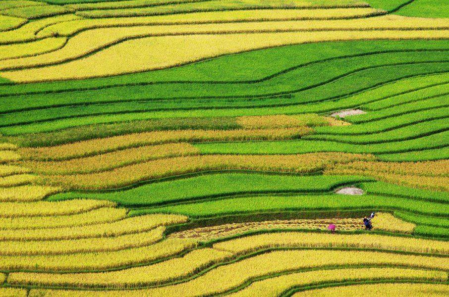 туле, tu le, dang tuan trung, frank dang, Frank Dang