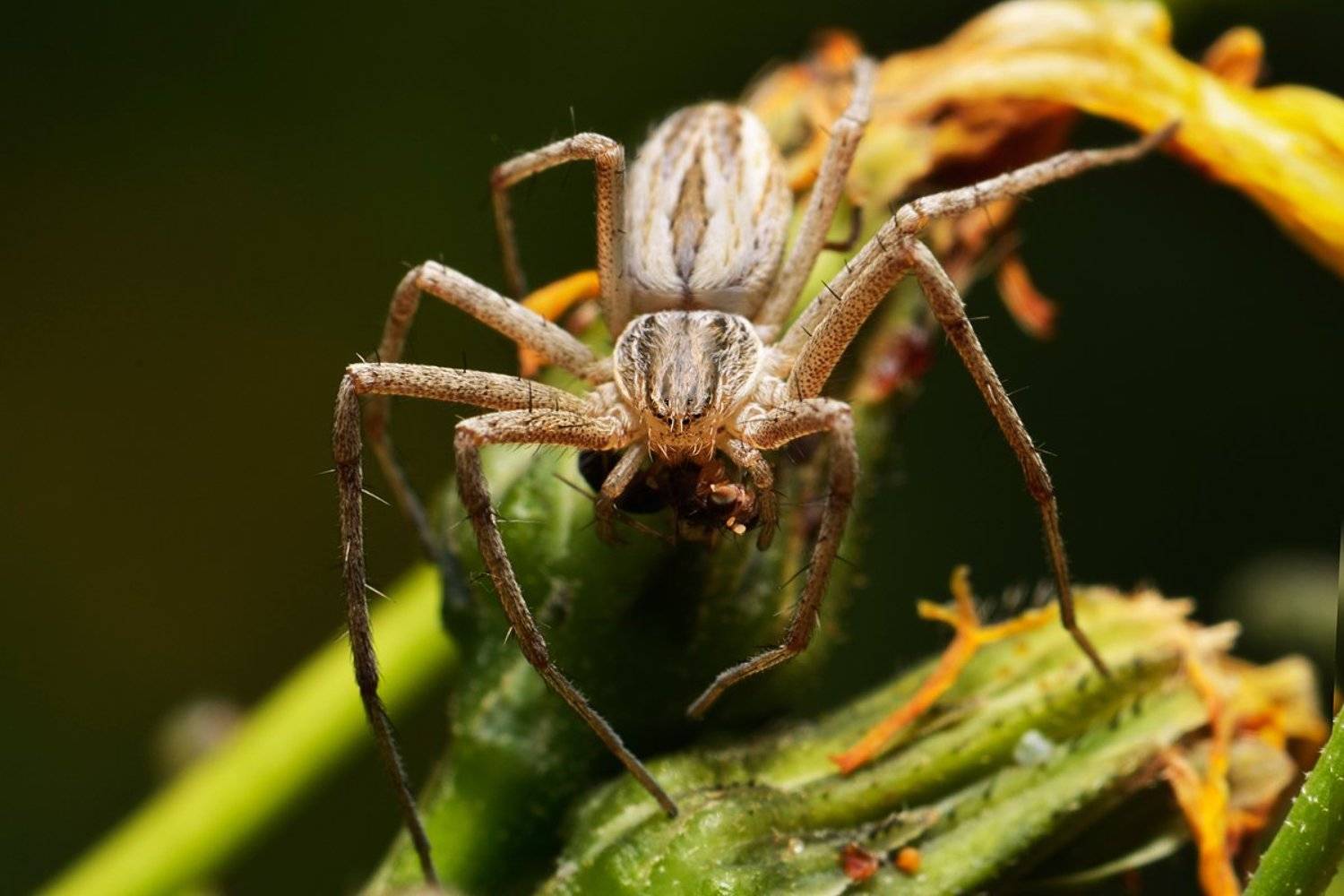 nikon, d7000, macro, asia, kazakhstan, nature, wildlife, spider, arthropoda, arachnida, казахстан, природа, паук, макро, Эдуард Ким