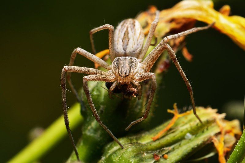 nikon, d7000, macro, asia, kazakhstan, nature, wildlife, spider, arthropoda, arachnida, казахстан, природа, паук, макро Арахна фото превью