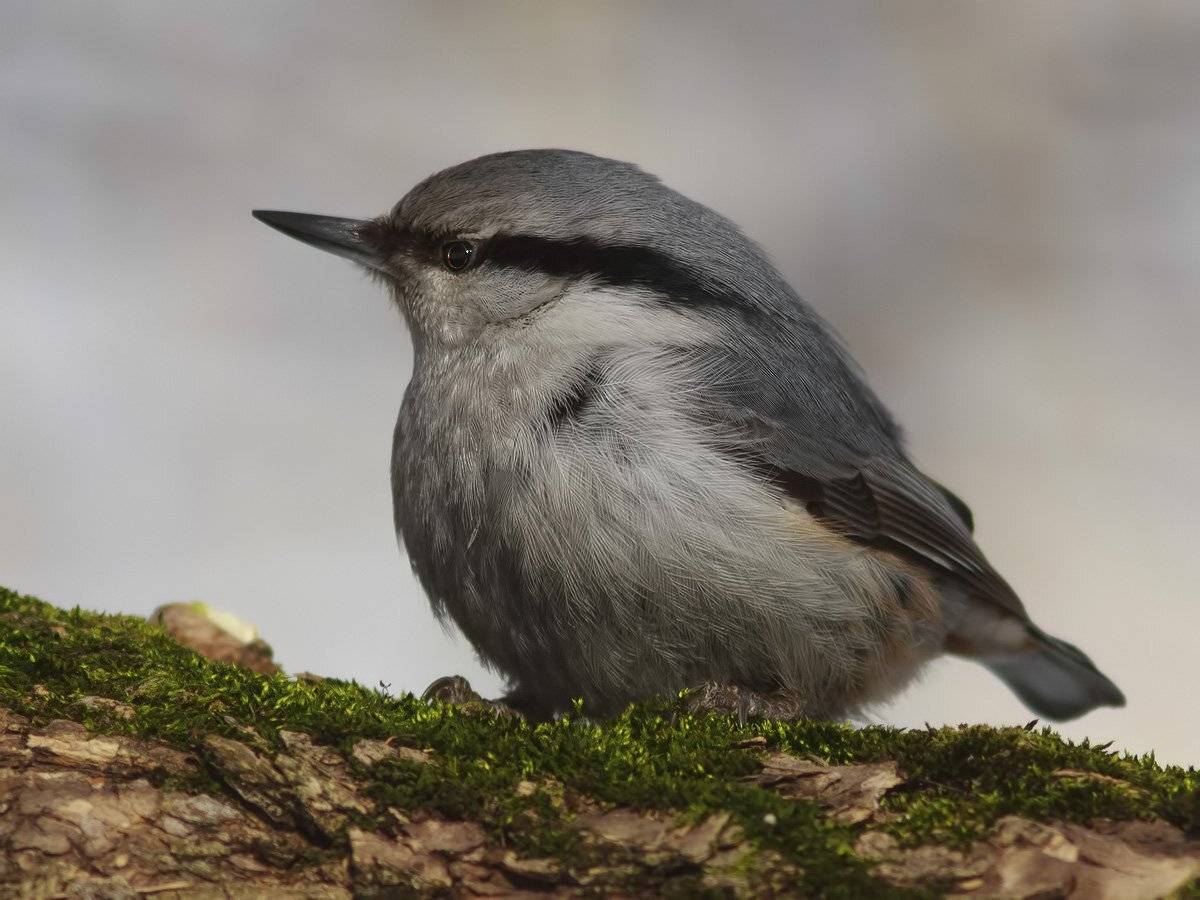 поползень, Ляпустин Юра