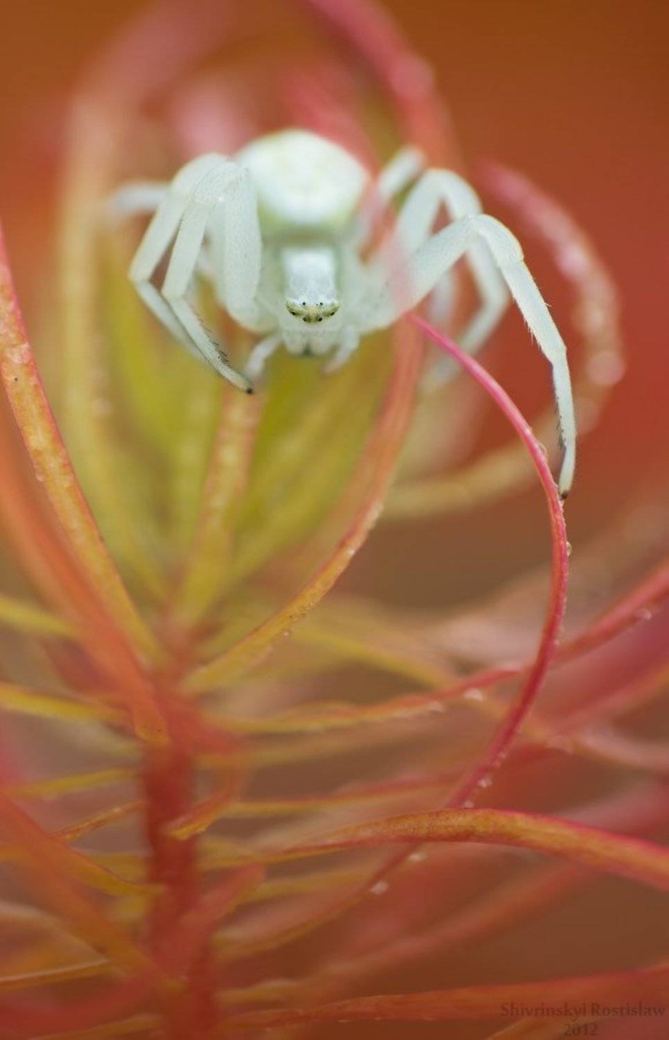 ростислав, макро, 100мм, Шивринский Ростислав