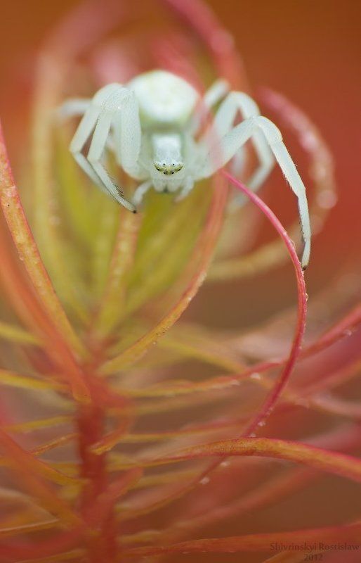 ростислав, макро, 100мм Лед и пламень фото превью