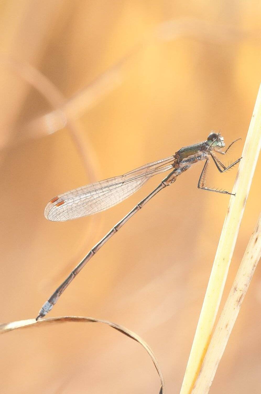 , Кузнецов Дмитрий