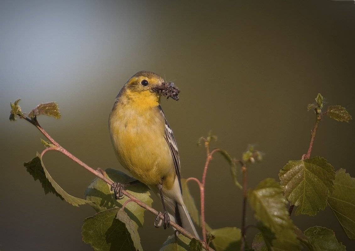 , Андрей Канышев