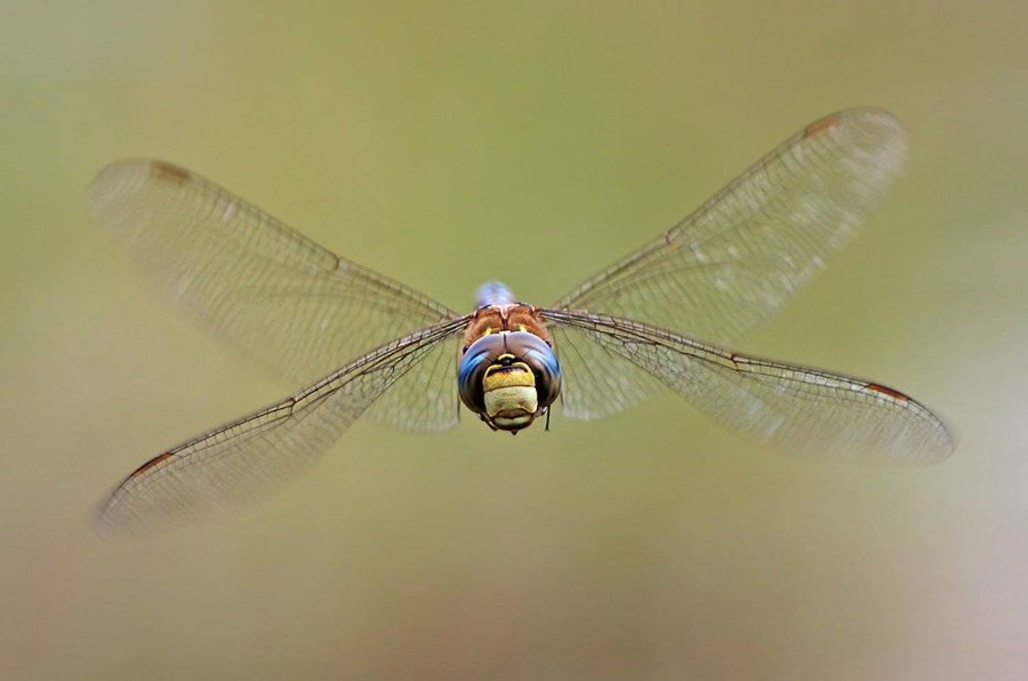 , Евгени Стефанов