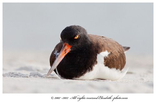 Кулик - сорока - American Oystercatcher