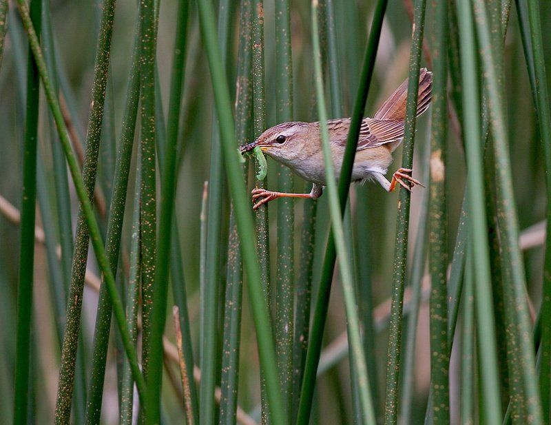 Раскоряка фото превью