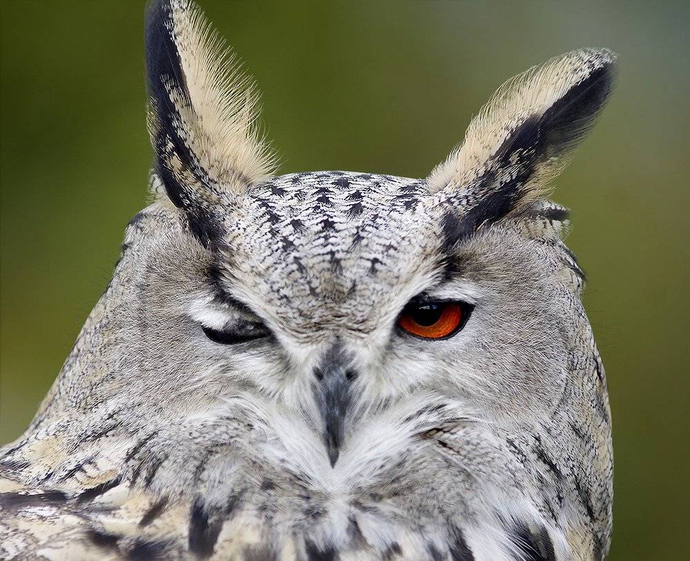 филин, bubo bubo, совообразные, Sergey Volkov