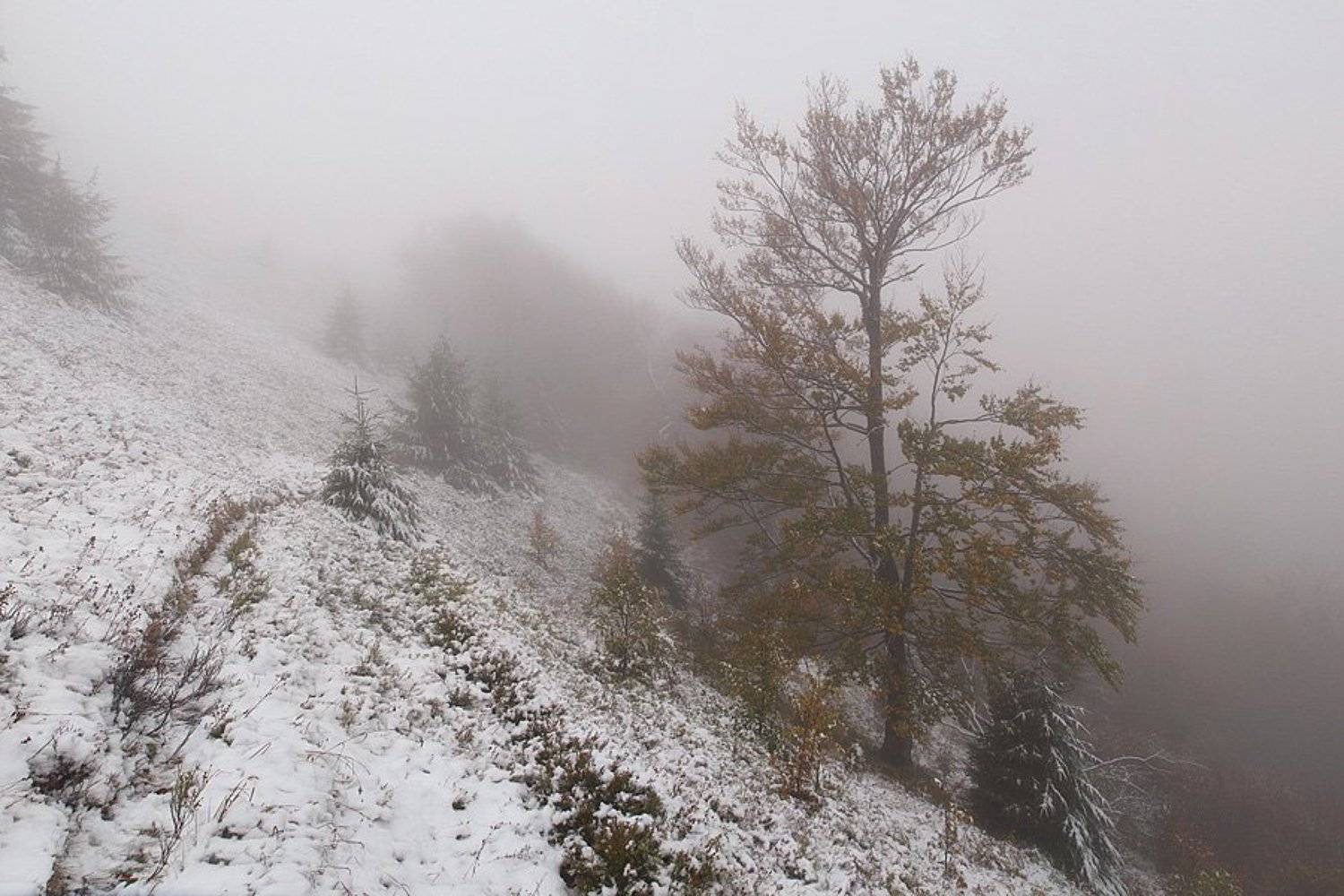 , Александр Ящук