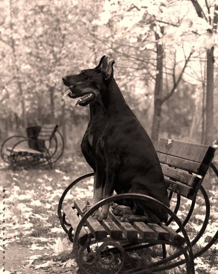 , Юлия Болдинова