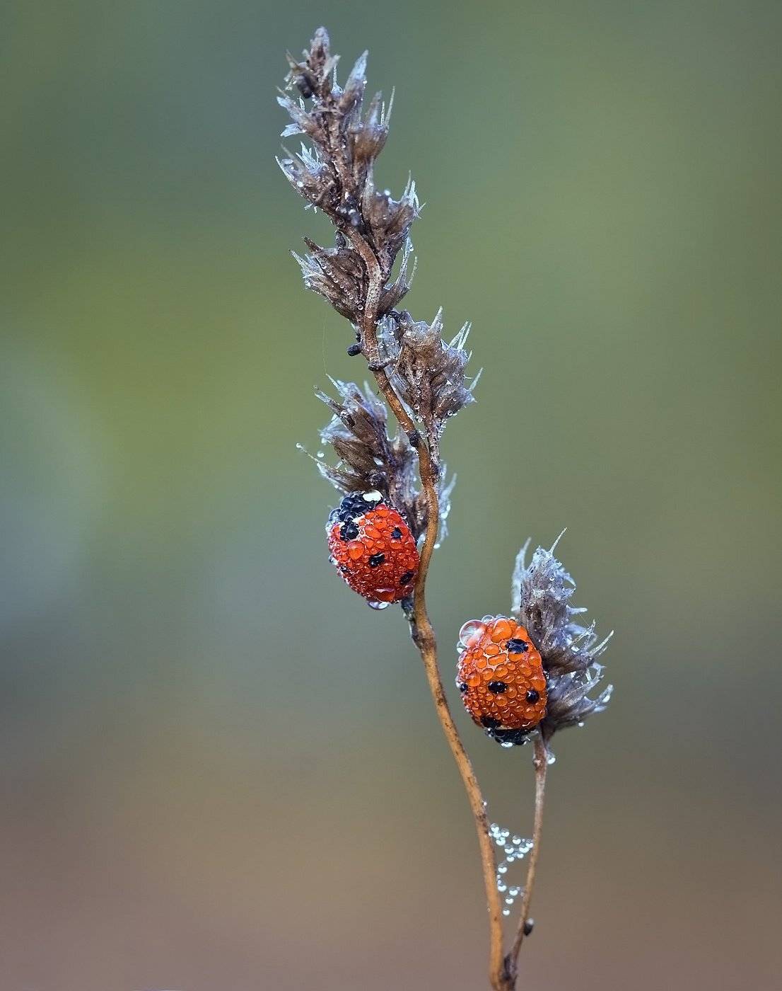 божьи, коровки, Андрей Канышев