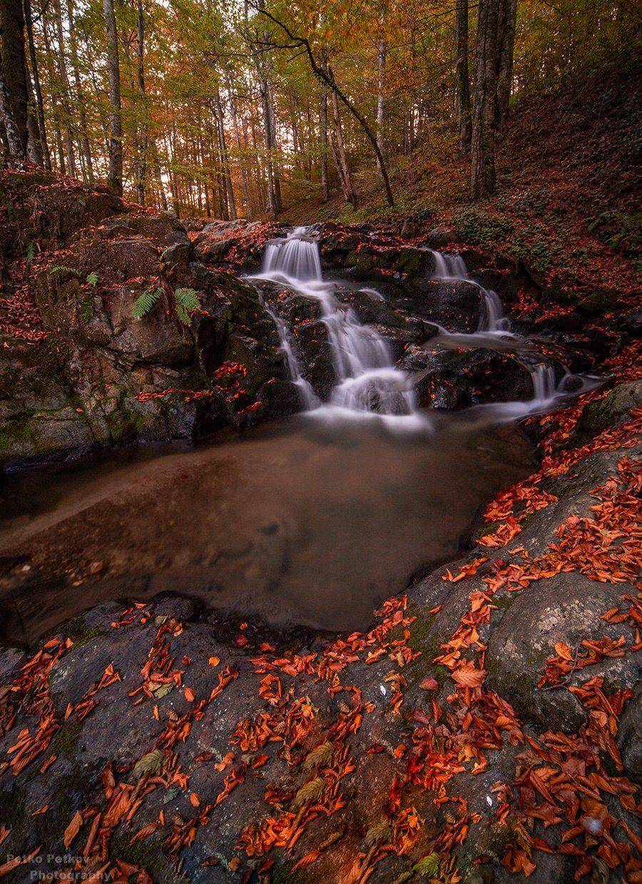 , Петко Петков