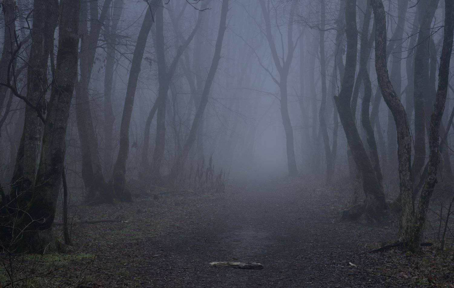 лес рассвет зима, Александр Жарников