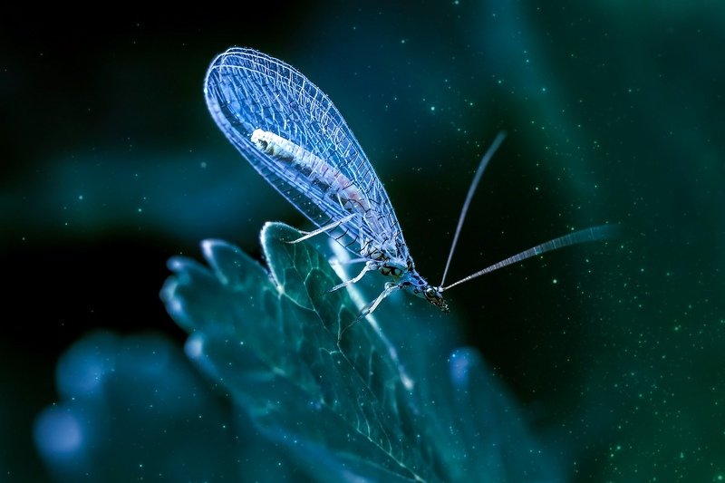 макро, златоглазка, лес Феечка фото превью