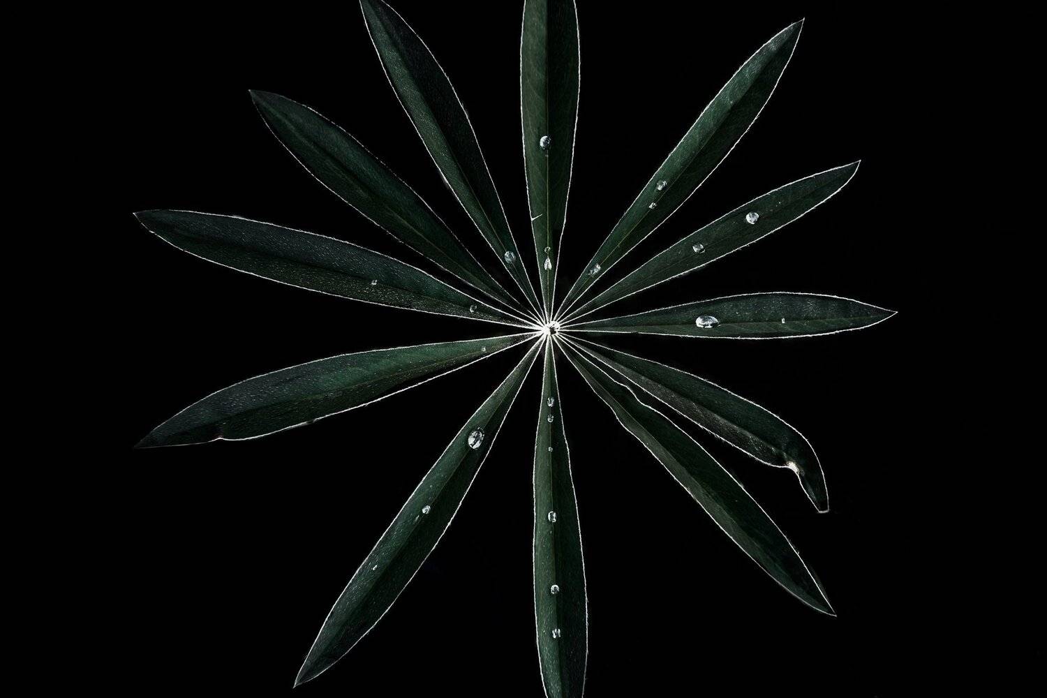 люпин, природа, макро, после дождя, цветы, растения, Мартыненко Дмитрий