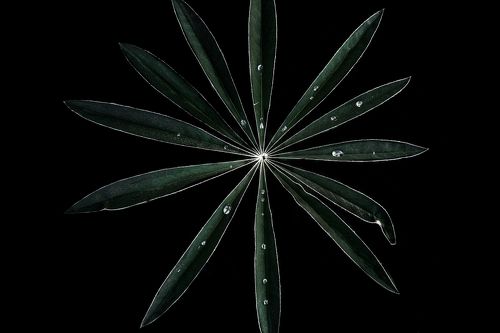 Листья люпина после дождя