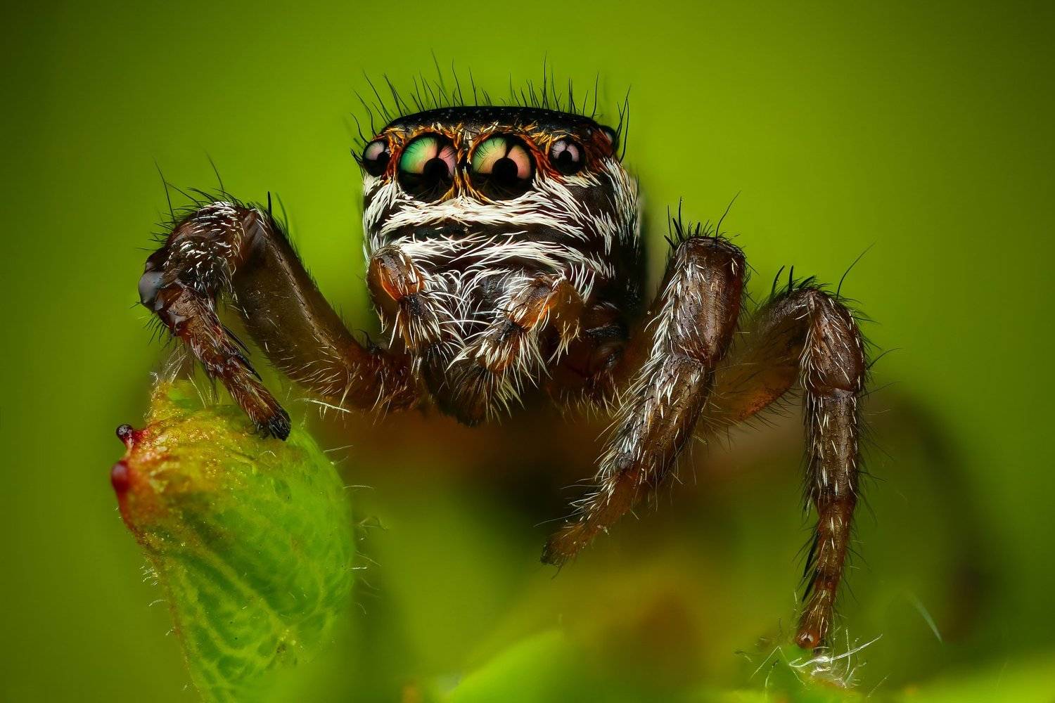 паук макро природа портрет цвет зеленый растение, Андрей Шаповалов