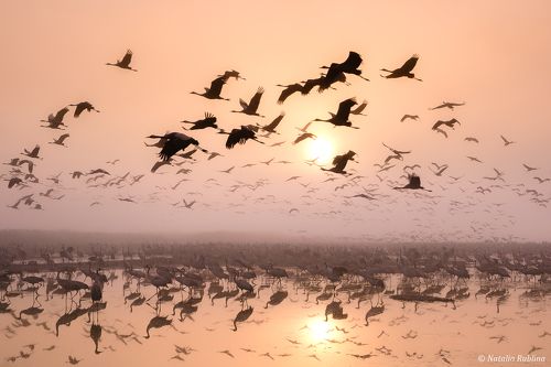 Журавушки на рассвете...